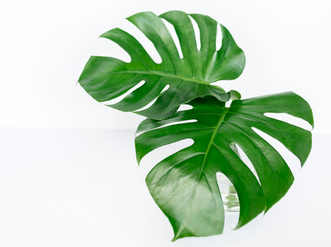 content_monstera.jpg